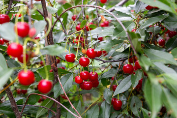 A branch of cherry tree with many big fresh ripe tasty berries