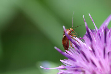 A brown forest bug sitting on Onopordum acanthium flower. Soft focused macro image.