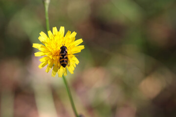 A hoverfly collects nectar from a yellow blossoming Leontodon autumnalis flower. Soft focused macro image.
