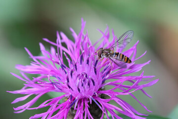 A hoverfly collects nectar from a pink blossoming Onopordum acanthium flower. Soft focused macro...