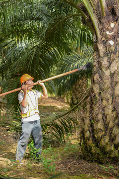 Senior traditional asian palm oil farmer pruning palm oil fronds and harvesting palm oil fruit with cutting tool
