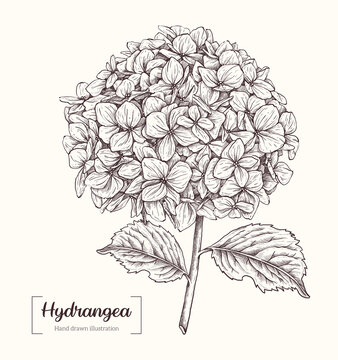 Hydrangea flower vector isolated on white background. Vector Hand Drawn in doodle style. Sketch Botanical Illustration. Hydrangea black ink sketch for wedding invitations, greeting cards, bags