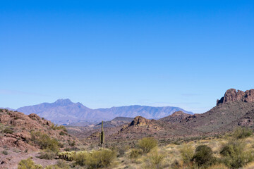 Fototapeta na wymiar Tall saguaro cactus in Arizona desert