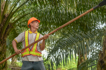 Senior traditional asian palm oil farmer pruning palm oil fronds and harvesting palm oil fruit with cutting tool