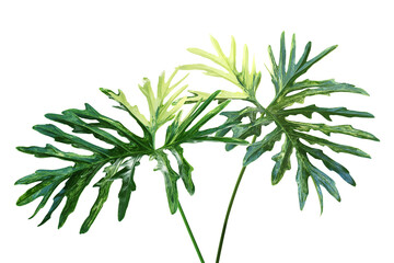 Variegated Foliage Leaves of Philodendron Plant Isolated on White Background with Clipping Path © masummerbreak