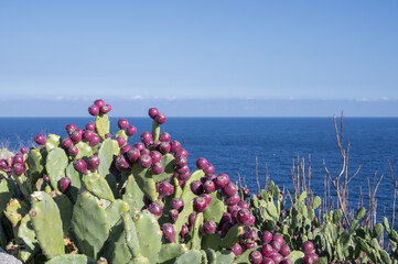 Fico d'india nato spontaneamente sulla costa con sullo sfondo il mare e il cielo con delle nuvole.