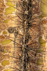 Closeup of saguaro cactus in Arizona Desert