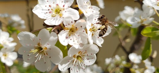 Busy working bee collecting pollen from blooming flower of pear tree
