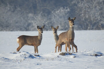 Deer in the winter