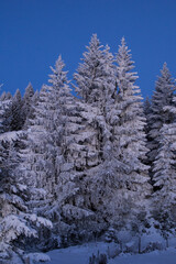 verschneite Fichten im Winter