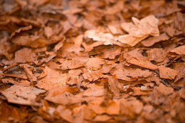 Colorful leaves in the autumn