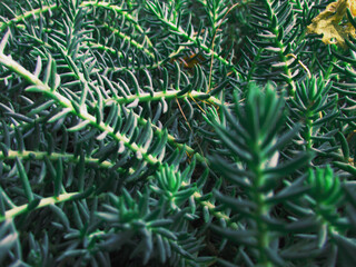 Thorny menthol neture eco vegetation                   