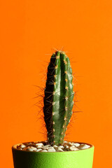 cactus on an orange background. Stylish and minimalistic urban interior.