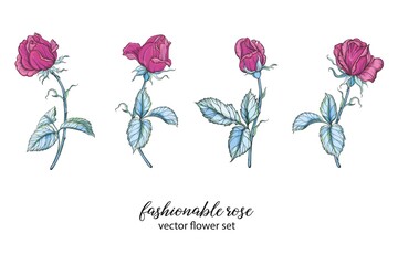 vector set with bright rose colors. Rose is pink.