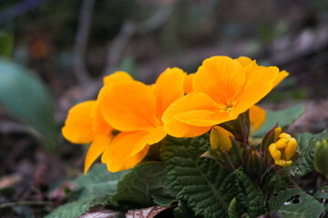 Orange blossom on a spring afternoon