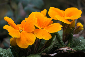 Obraz na płótnie Canvas Orange blossom on a spring afternoon