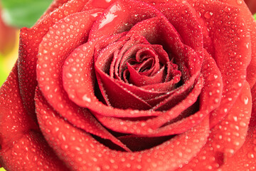 Red rose and dew drops on a green background