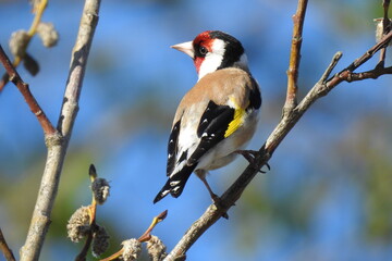 Goldfinch