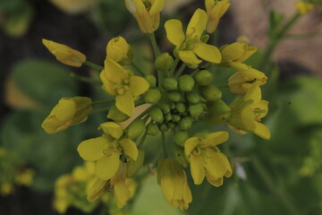 Beautiful tiny yellow color flower is blooming in the winter season