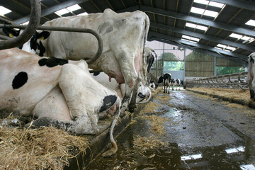 Holstein cows in cubicles in a barn, United Kingdom