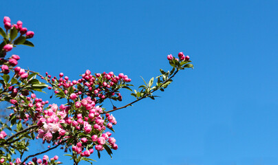 Crab Apple blossoms greet spring against a luminous blue sky