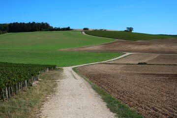 Countryside in Champagne France with various crops