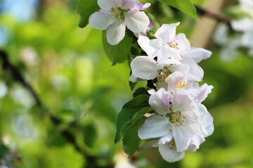 Blooming apple tree branch, apple blossom, apple tree flowers