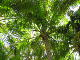 Coconut trees provide much needed shadow on the tropical islands