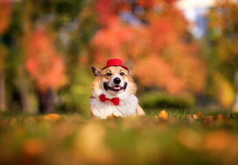 portrait of a corgi dog in a gentleman's hat and bow tie lies on the grass in an autumn sunny park