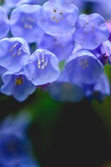 Wildflowers of Pennsylvania