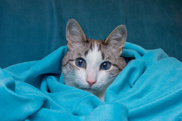 A blue-eyed cat on a turquoise background. An old cat. Cat in bed linen