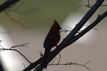 Cardinal bird