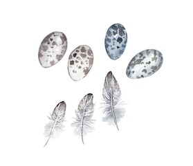 watercolor illustration.  gray eggs and mottled feathers on a white background.  quail eggs.  Design for Easter, fabric, wrapping paper, clothing, cards.