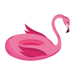 flamingo float isolated