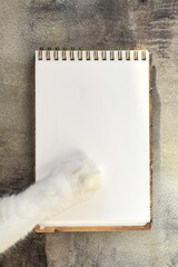 White cat's paw and notebook on gray concrete background. Blank notepad page, space for text. Concept: pet care, information about products for cats. notepad and cat's paw, top view.