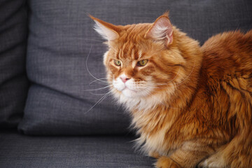 Fototapeta na wymiar Red maine coon cat sitting on a sofa