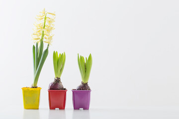 Fototapeta premium hyacinth flowers in plastic pot on white background