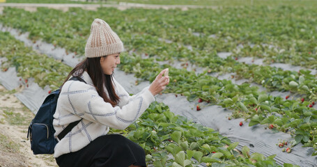 Obraz premium Woman use cellphone to take photo in strawberry farm