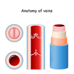 Anatomy of vein. Structure