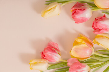 yellow and red tulips on beige background