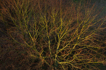 Fototapeta na wymiar The first sunlight of the day bathes this bare tree and forms an abstract yellowish and reddish color image.