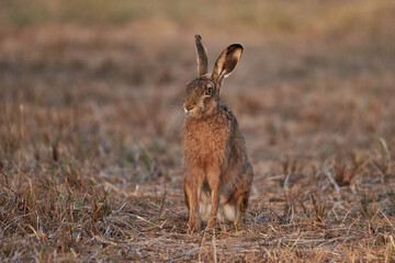 Brown hare sits in the grass