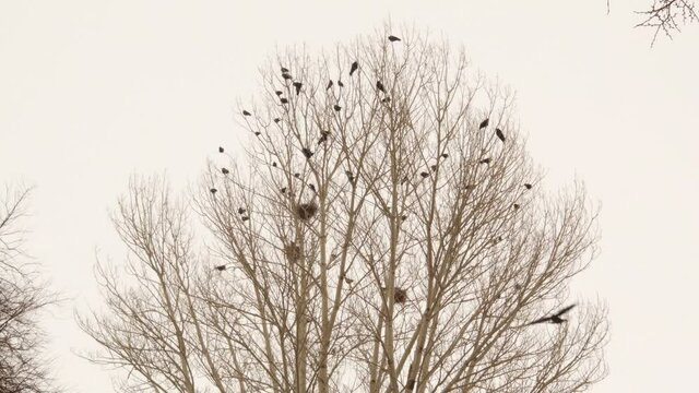 Crows and their nests on a bare tree in winter in Erzurum, Turkey.
There're 2 species of crows on the tree (magpie and rook)
Cold weather in winter -50 &deg;C
Crow bird, snowfall, snow, ice
freeze, frozen