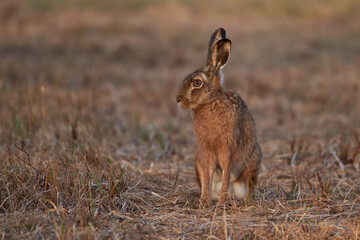 Brown hare sits in the grass