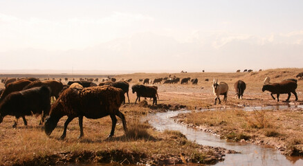 Sheep herd on a high plateau in the mountains of Kyrgyzstan. A flock of sheep on the pasture