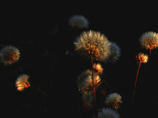 Flowers with black background