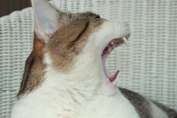 b&acirc;illement du chat