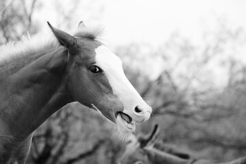 Funny young horse face talking shows colt in black and white.