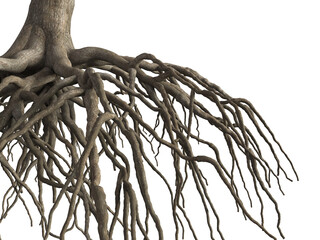 Tree root isolated on white background. 3d rendering.
