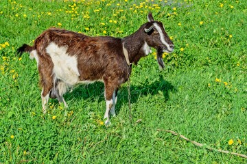 The goat stands right side on a spring green meadow with dandelions on a clear sunny day.